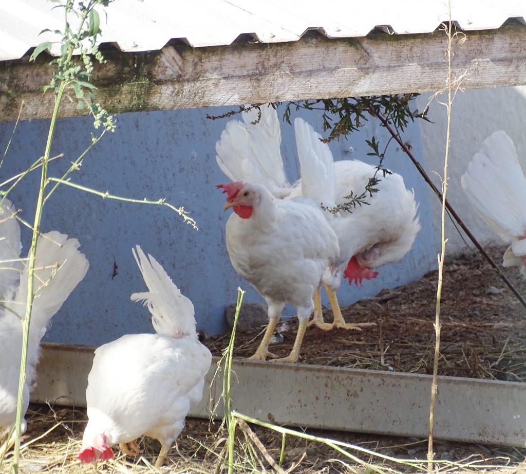 19ec43cd-8027-4575-8528-dbd35d76c8ee (1)